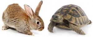 tortise and hare